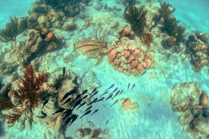 Halbtägige Meeresschildkröten- und Cenote-Schnorcheltour ab Cancun und Riviera Maya