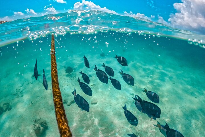Halbtägige Meeresschildkröten- und Cenote-Schnorcheltour ab Cancun und Riviera Maya