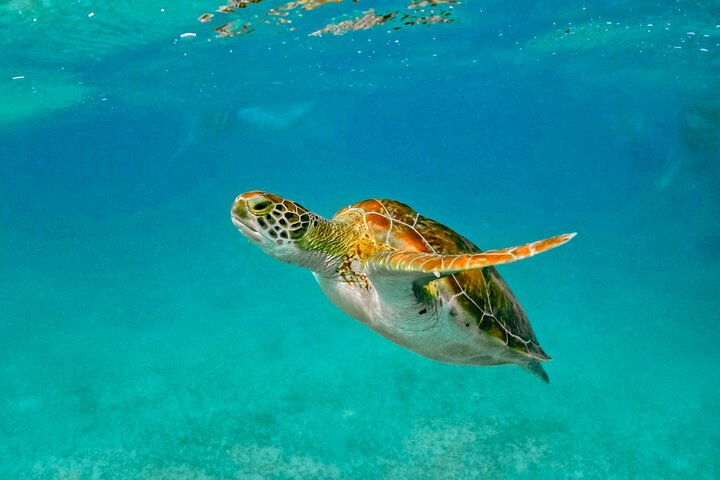 Halbtägige Meeresschildkröten- und Cenote-Schnorcheltour ab Cancun und Riviera Maya