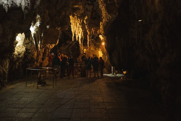 Auckland naar Waitomo Glowworms, Kiwi House & Blue Springs dagtour