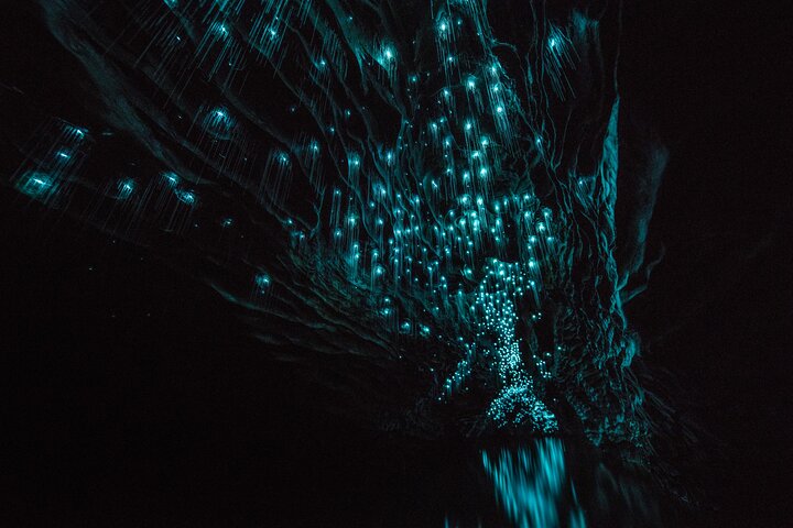 Auckland naar Waitomo Glowworms, Kiwi House & Blue Springs dagtour