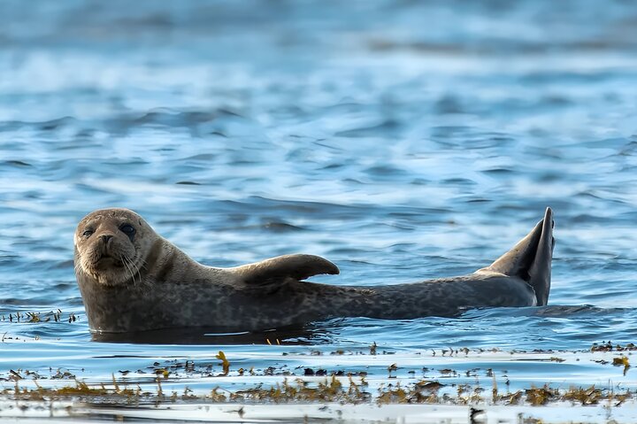 Privat Snæfellsnes Peninsula Shore Utflykt från Grundarfjörður