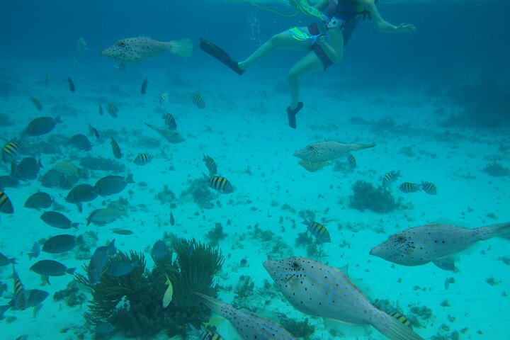 4 Stops Tour: Stingray, Snorkeling, Starfish & 7 Mile Beach