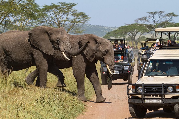 Rwanda's Only Group Safari to Akagera