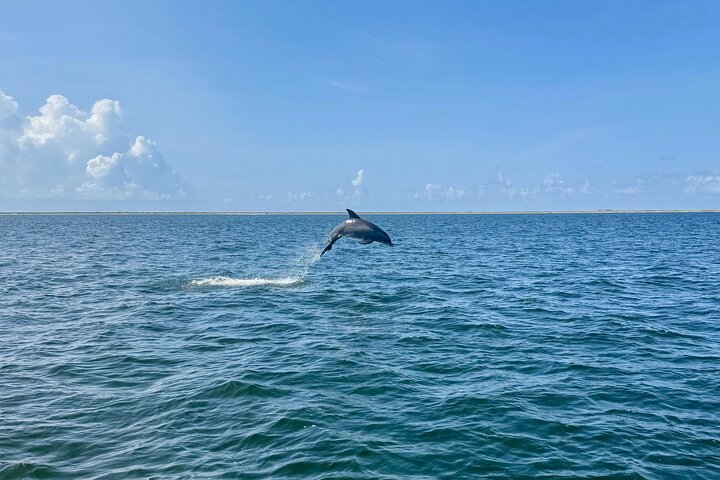 Hoteller i nærheden af Pensacola Beach Dolphin and Scenic Tour