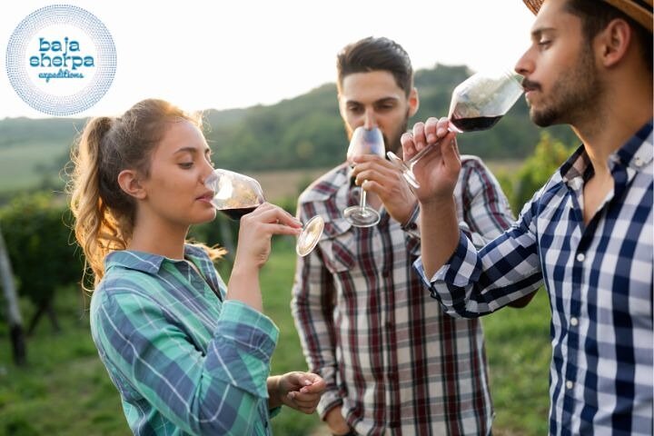 Privat Deluxe vinresa till Valle de Guadalupe med lyxfordon