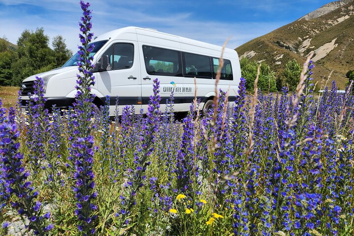 Excursies van Christchurch naar Arthur's Pass + TranzAlpine trein & lunch