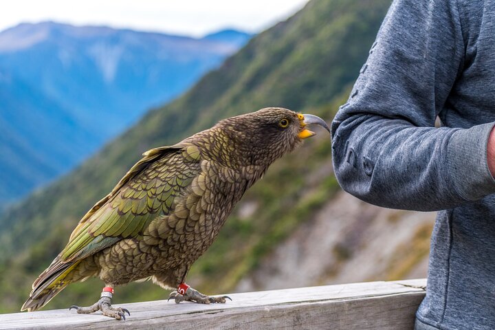 Excursies van Christchurch naar Arthur's Pass + TranzAlpine trein & lunch