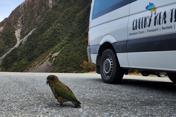 Excursies van Christchurch naar Arthur's Pass + TranzAlpine trein & lunch