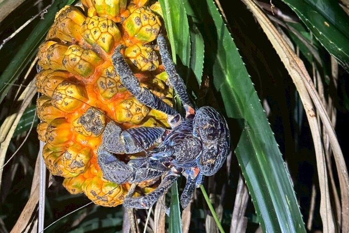 Okinawa Miyako Jungle&Starry Sky Tour Kostenlose Abholung und Rückgabe