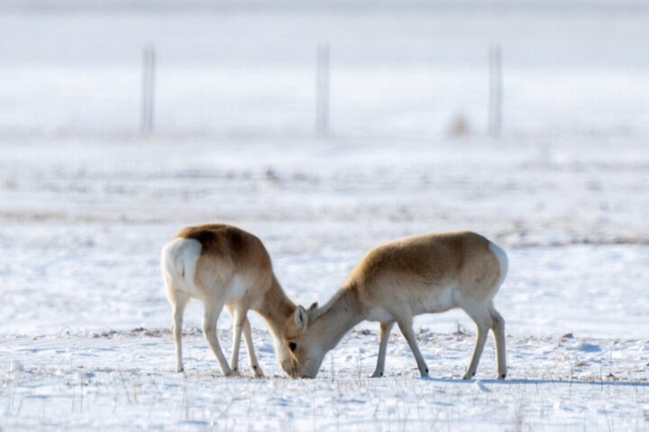 Private Day Tour in Hustai Nuruu National Park