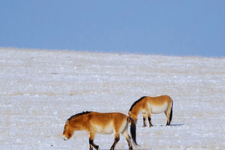Private Day Tour in Hustai Nuruu National Park