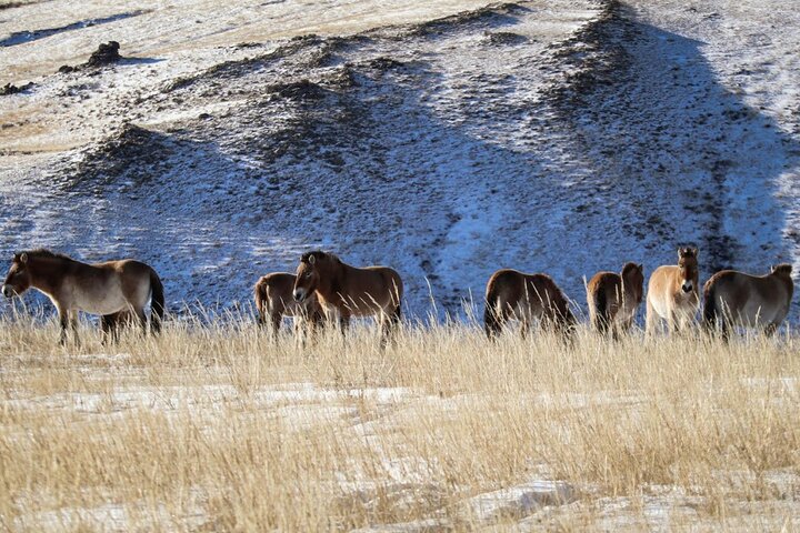 Private Day Tour in Hustai Nuruu National Park