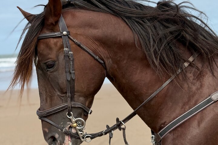 Paseos a caballo en Essaouira - Essaouira HorseRiding