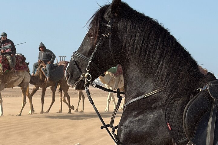 Paseos a caballo en Essaouira - Essaouira HorseRiding