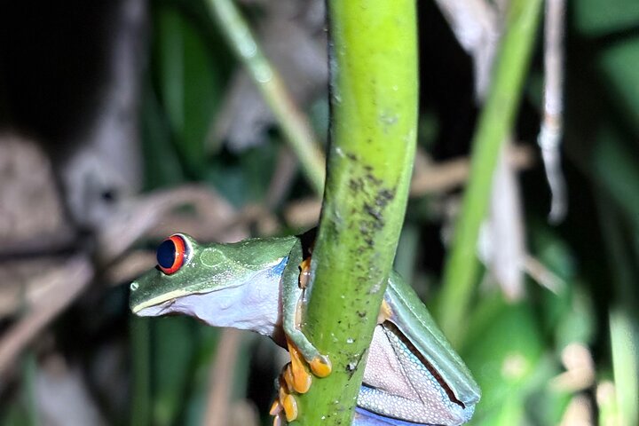 Experiência de canoa e aventura noturna em Tortuguero