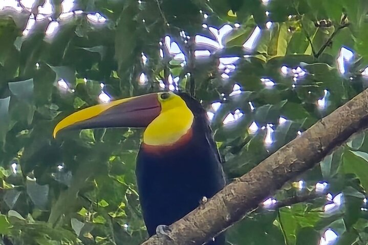 Experiência de canoa e aventura noturna em Tortuguero