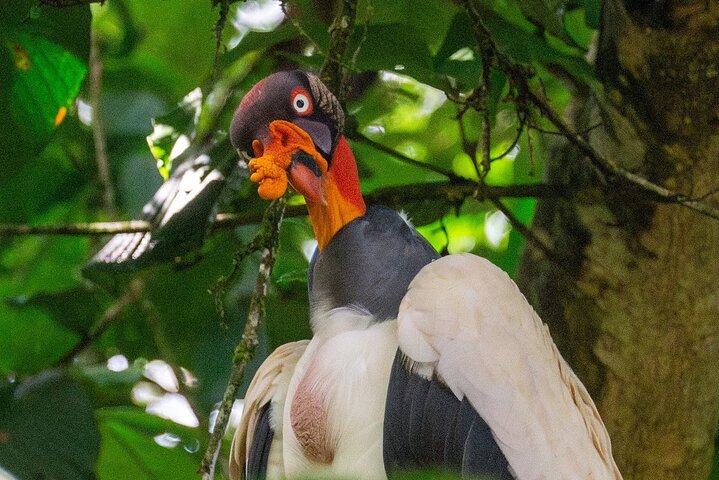 Experiência de canoa e aventura noturna em Tortuguero