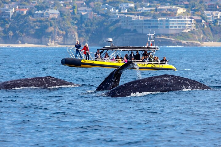 Aventura en el zodiaco de observación de delfines y ballenas en Dana Point