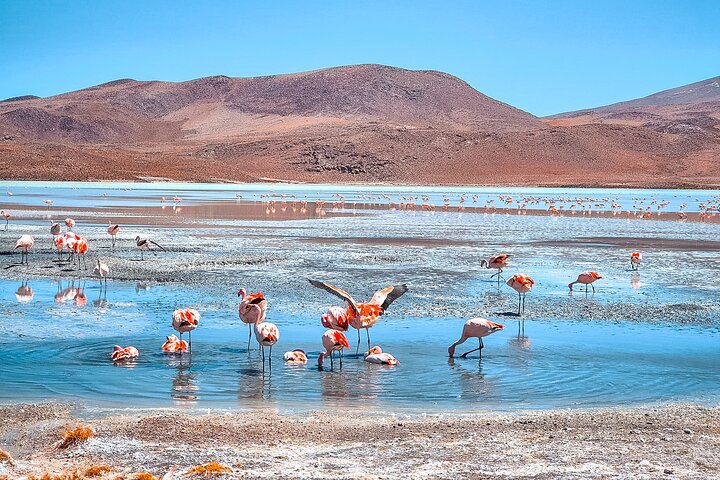 3 - Day Uyuni Salt Flats och laguner till San Pedro de Atacama