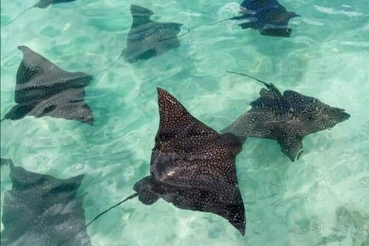 BLUE LAGOON | Eco-tour | Avatoru Snorkelen | Geheime Groene Lagune