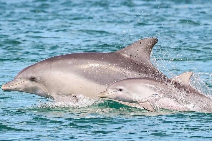 Hoteller i nærheden af Pensacola Beach Dolphin and Scenic Tour