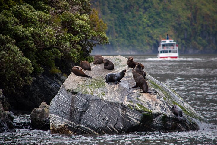 Da Te Anau a Queenstown via Milford Sound Tour con crociera e pranzo
