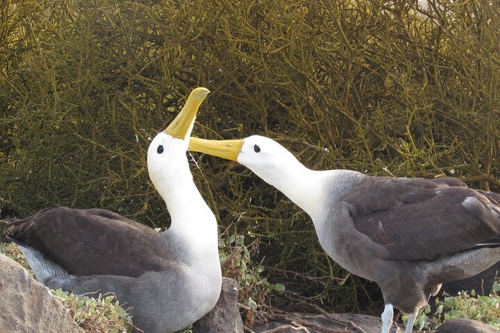 Española Island Tour: Waved Albatross og Wildlife Adventure