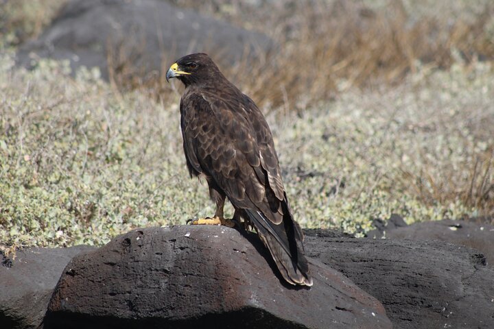 Española Island Tour: Waved Albatross og Wildlife Adventure
