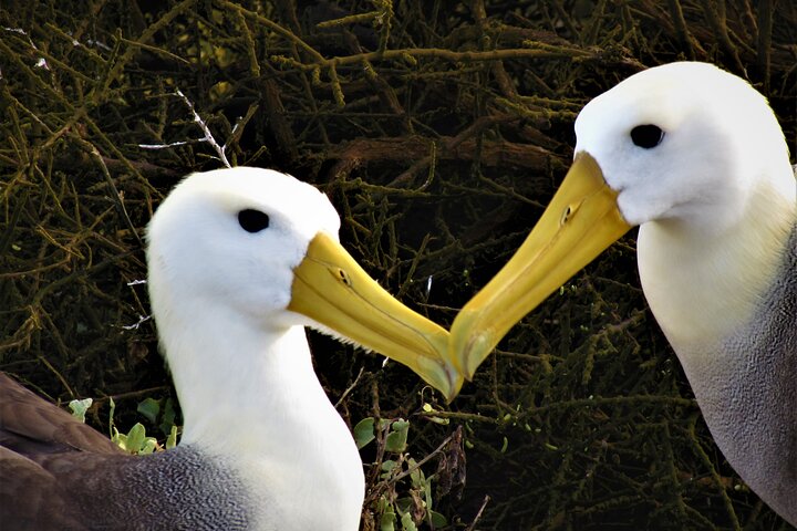 Española Island Tour: Waved Albatross og Wildlife Adventure