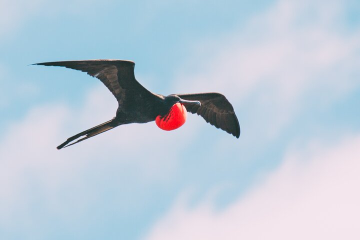 Española Island Tour: Waved Albatross og Wildlife Adventure