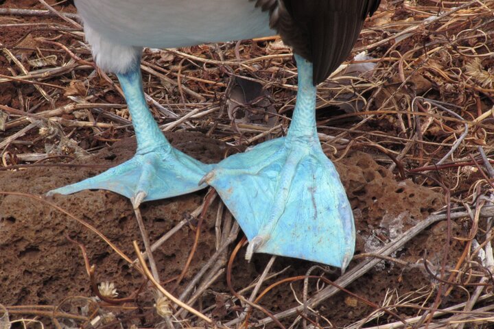 Española Island Tour: Waved Albatross og Wildlife Adventure