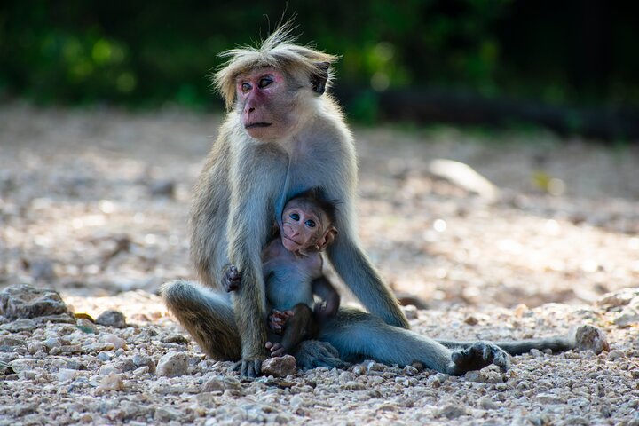 Parco nazionale di Udawalawe — 4 - Safari privato in jeep di 4 ore (ritiro)