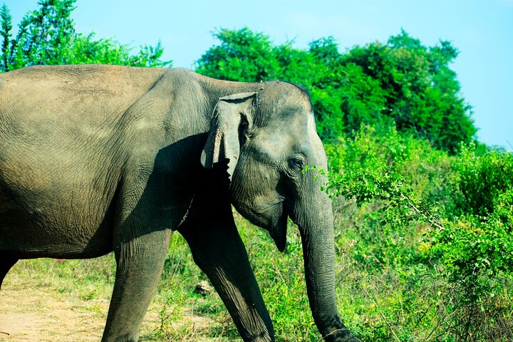 Parco nazionale di Udawalawe — 4 - Safari privato in jeep di 4 ore (ritiro)