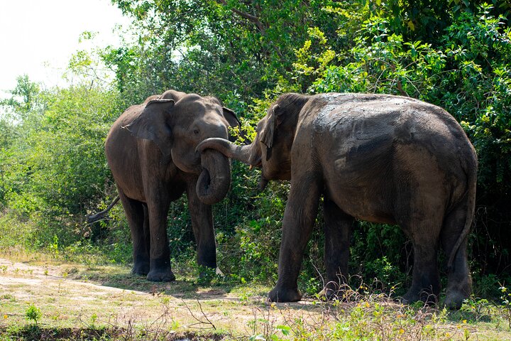 Parco nazionale di Udawalawe — 4 - Safari privato in jeep di 4 ore (ritiro)