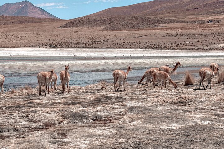 3 - Day Uyuni Salt Flats och laguner till San Pedro de Atacama