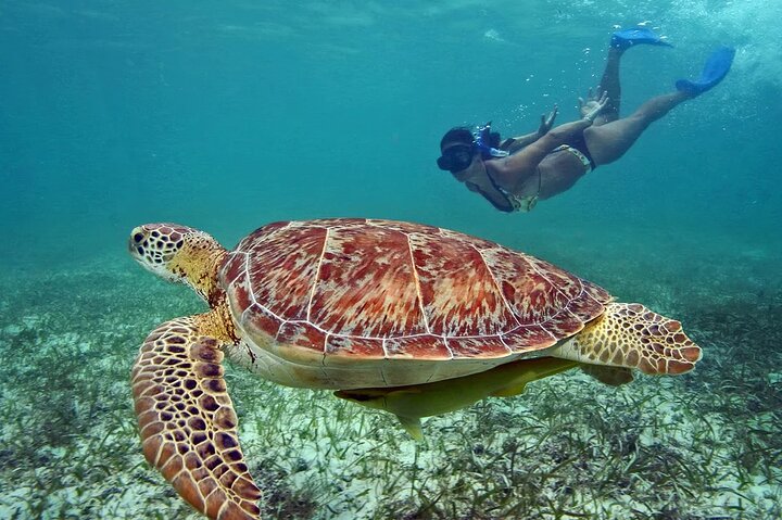 4 Std. Private Tour Insel Hop Schnorchel w / Schildkröten & Schluck Bahama Mamas