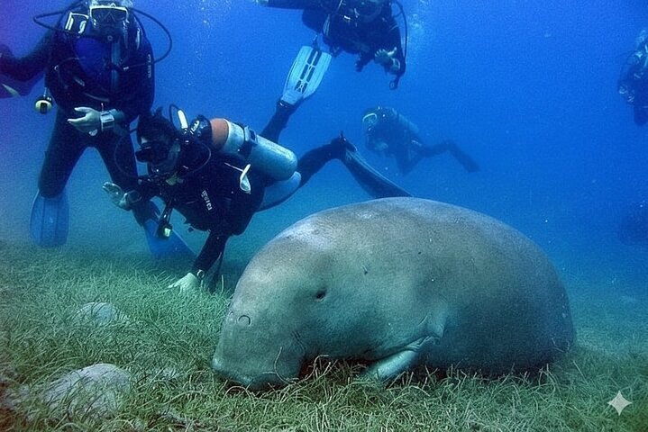 Abu Dabbab Volledige dag snorkelen met schildpadden & Dugong – Hurghada