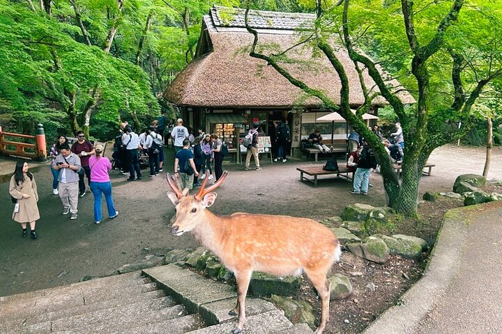 Tour a piedi di mezza giornata a Nara (opzione privata disponibile)