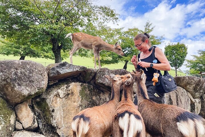 Tour a piedi di mezza giornata a Nara (opzione privata disponibile)