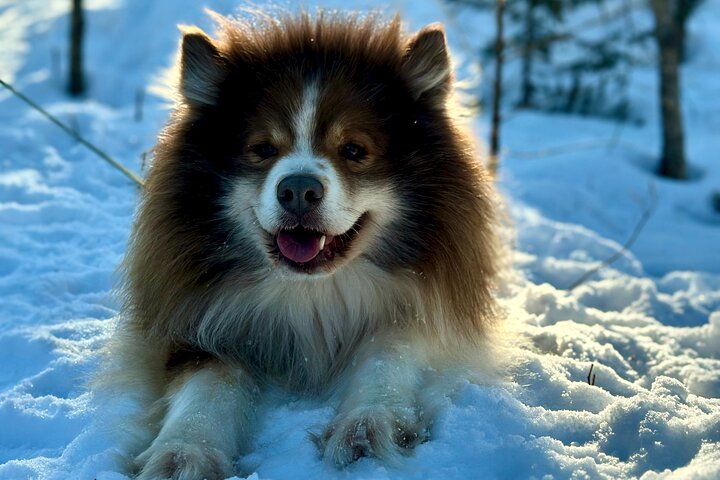 Villaggio di Babbo Natale con renne e Husky