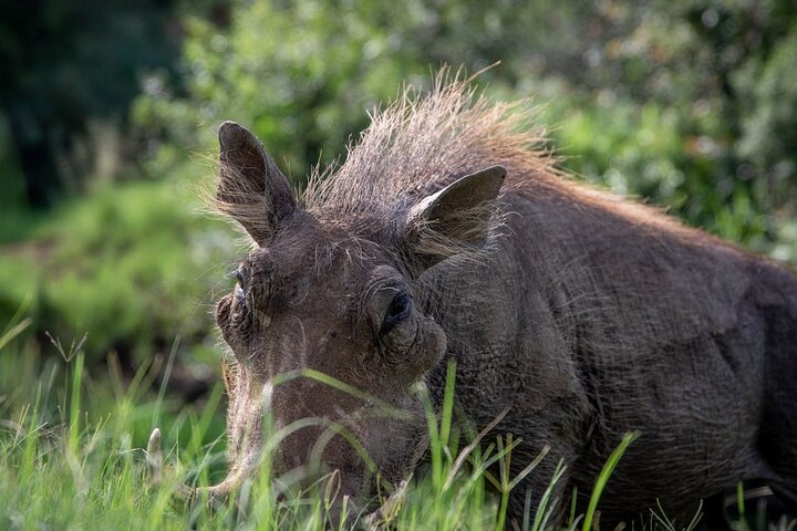 Daressalam : 1 - Tagessafari im Mikumi Nationalpark mit kostenloser Abholung