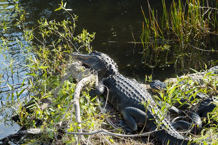 Tour di guida autonoma del Parco nazionale delle Everglades Audio/GPS