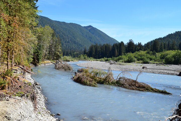 Hoh Rain Forest og Rialto Beach Guidet tur i Olympic National Park