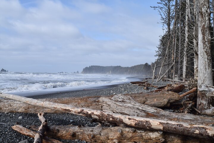 Hoh Rain Forest og Rialto Beach Guidet tur i Olympic National Park