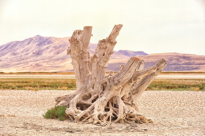 Restauranter i nærheten av Antelope Island Sunset Wildlife Expedition