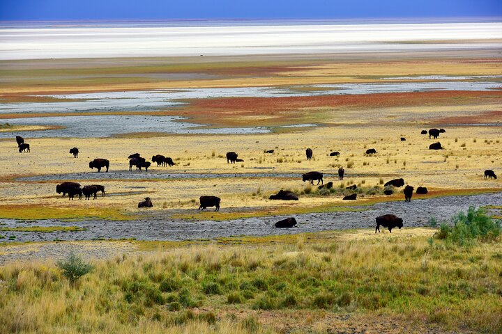Restauranter i nærheten av Antelope Island Sunset Wildlife Expedition