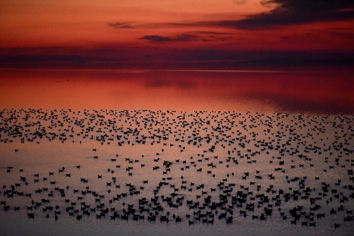 Restauranter i nærheten av Antelope Island Sunset Wildlife Expedition