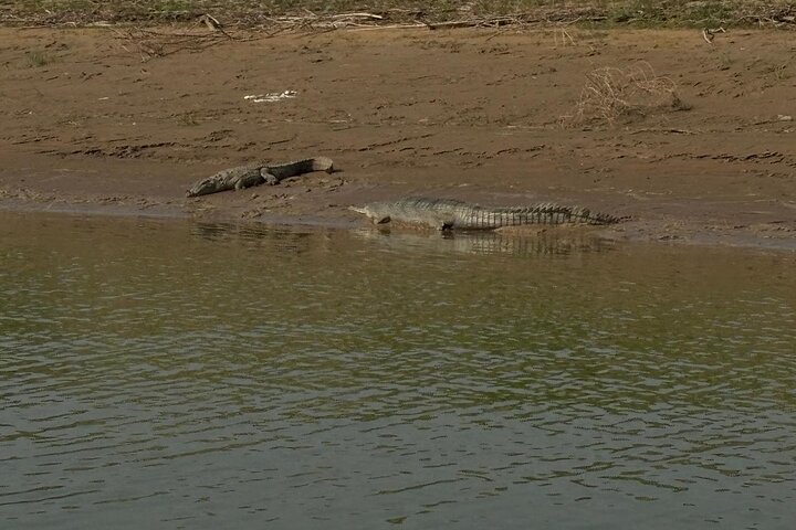 Aventure Safari Crocodiles Chambal avec Transferts à l'Hôtel