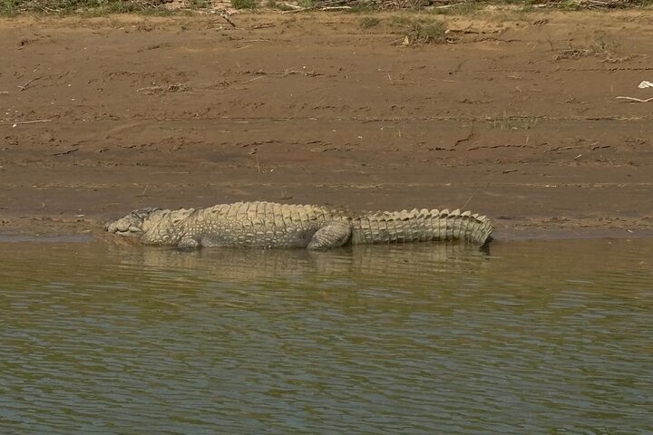 Aventure Safari Crocodiles Chambal avec Transferts à l'Hôtel